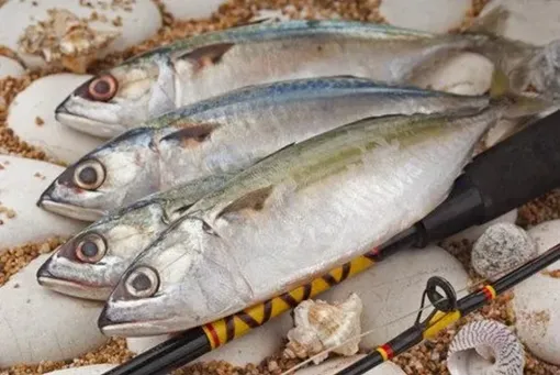 Grossiste en poisson frais de la pêche locale à Bonifacio, Bonifacio, SO BO CO