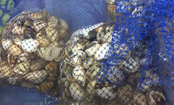 Produits adaptés à différents contextes de consommation, Bonifacio, SO BO CO